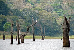 Ansicht des Periyar-Stausees