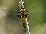 Libellula depressa – Weibchen