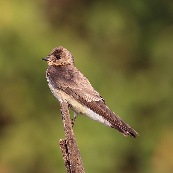 圖為红翎毛翅燕（Stelgidopteryx ruficollis），攝於巴西潘塔納爾濕地。潘塔納爾濕地是世界最大的熱帶濕地，雨季時大部分面積都被淹沒。