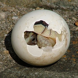 Tortoise hatchling at Marginated tortoise, by Richard Mayer