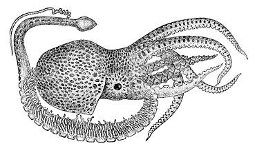 Hectocotilo de un Tremoctopus violaceus.