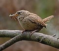 (Troglodytes troglodytes, cat.)