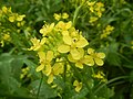 Thumbnail for File:0032Flowering SaySim fields in the Philippines 08.jpg