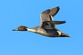 60 Male northern pintail in flight-8276 uploaded by Frank Schulenburg, nominated by Frank Schulenburg,  26,  0,  0