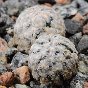 Mammillaria sanchez-mejoradae