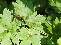 Megarhyssa rixator ♀