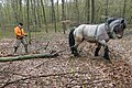 Bodenschonende Waldarbeiten mit Rückepferd im Ober-Olmer Wald