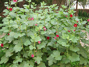 Stookruus (Alcea rosea)