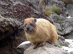 Pimbi mkubwa kwenye Mlima Kenya (Procavia capensis)