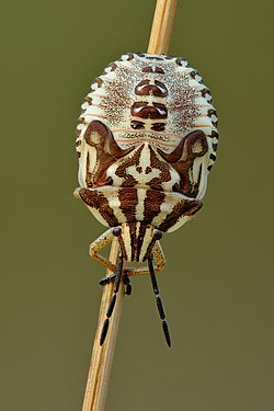 Black-shouldered shieldbug fifth instar nymph (top view)