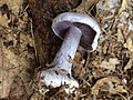 !Cortinarius argentatus!