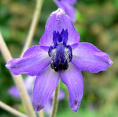 <center>Delphinium ceratophorum</center>