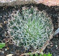 Haworthia arachnoidea