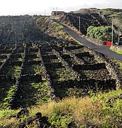 Paredes de protección típicas e casa da adega a partir de pedras de basalto no oeste da illa de Pico