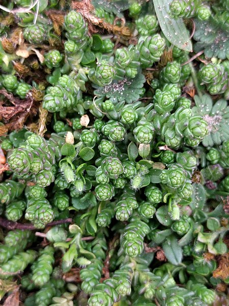 File:Sedum acre 183138774.jpg