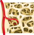 Spongy bone - Trabecular bone