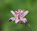 Orchidée du Jardin (Tricyrtis formosana)