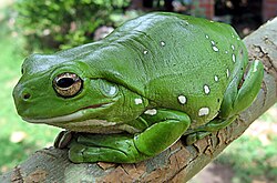 Austrālijas zaļā kokvarde (Litoria caerulea)