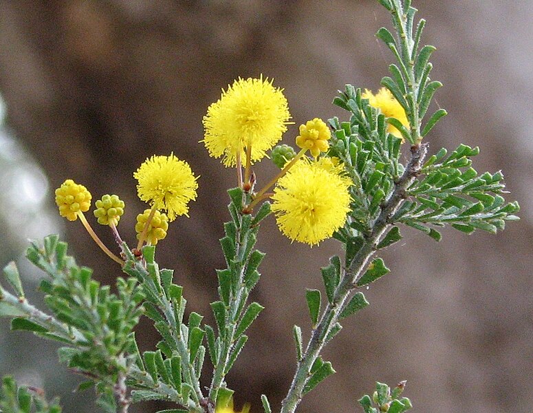 File:Acacia acanthoclada.jpg