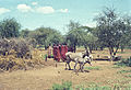 Escena rural en torno a un poblado masai.