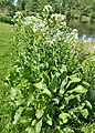 Habitus of flowering plant, Poland