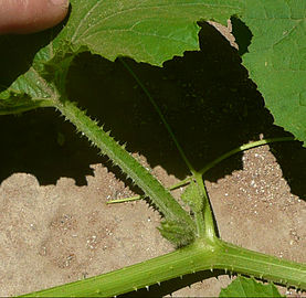 Nó de Cucurbita pepo: gavinha, folha, duas gemas florais masculinas.