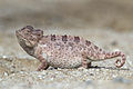 Image 23Namaqua chameleon