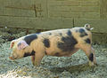 Buntes Bentheimer Landschwein