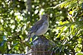 Grey Shrike-thrush