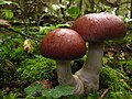 Cortinarius praestans