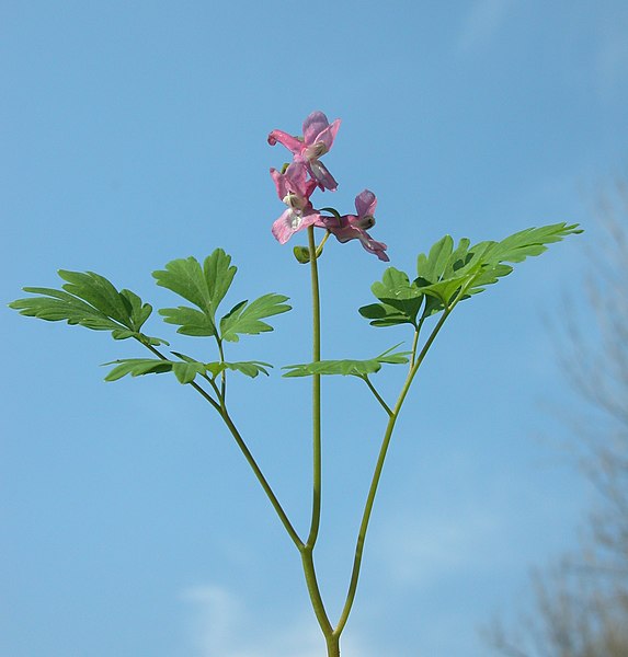 File:Corydalis cava inflorescence (21).jpg