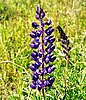 The silky lupine (Lupinus sericeus)