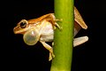 Image 6 Dendropsophus microcephalus Photo: Brian Gratwicke A male Dendropsophus microcephalus frog, displaying its vocal sac—membranes of skin under the throat or on the corner of the mouth that distend to amplify its call. The species lives in moist areas in most of Central America and northern South America. More selected pictures