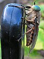 Gemeine Viehbremse (Tabanus bromius)