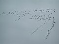 In flight