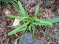 Lactuca tatarica.