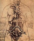 Zeichnung eines weiblichen Torsos von Leonardo da Vinci (2. Hälfte 15. Jahrhundert)