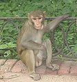 Male Rhesus macaque in Taj Mahal, Agra, Uttar Pradesh