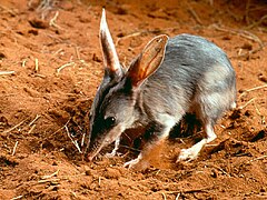 Macrotis lagotis, un Peramelemorphia