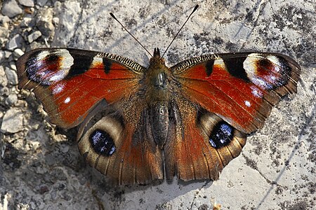 Aglais io (European Peacock)