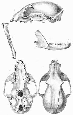 Южноамерикански енот (B. gabbii)