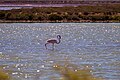 Flamingo in den Salinen von Ses Salines