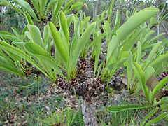 Erythroxylum tortuosum.