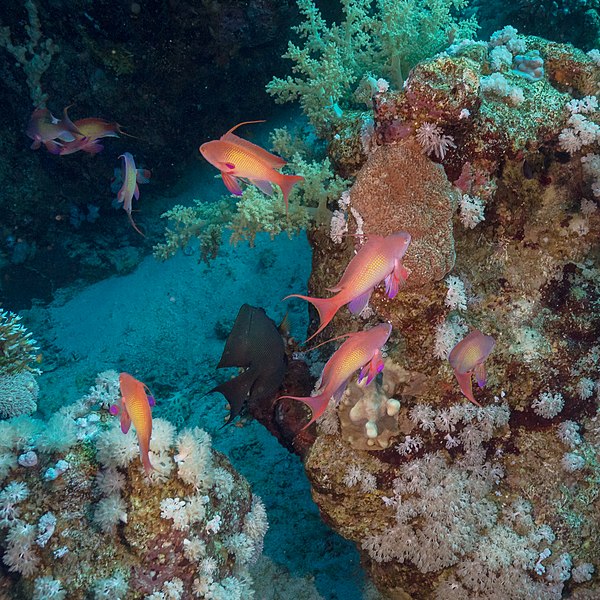 File:Grupo de anthias cola de lira (Pseudanthias squamipinnis), parque nacional Ras Muhammad, Egipto, 2022-03-28, DD 94.jpg