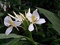 Hedychium coronarium, az ország nemzeti virága