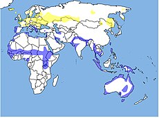 Mapa s rozšířením břehouše černoocasého: žlutě hnízdiště, modře zimoviště