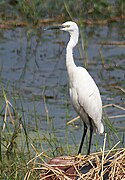 Kolkata, West Bengal, India