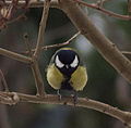 Parus major