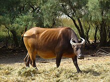 Buffalo silvatic (S. c. nanus) al reserva african de Sigean, France.