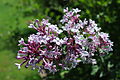 Syringa microphylla 'Superba'